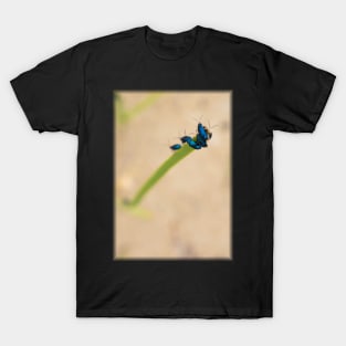 Beach Bugs T-Shirt